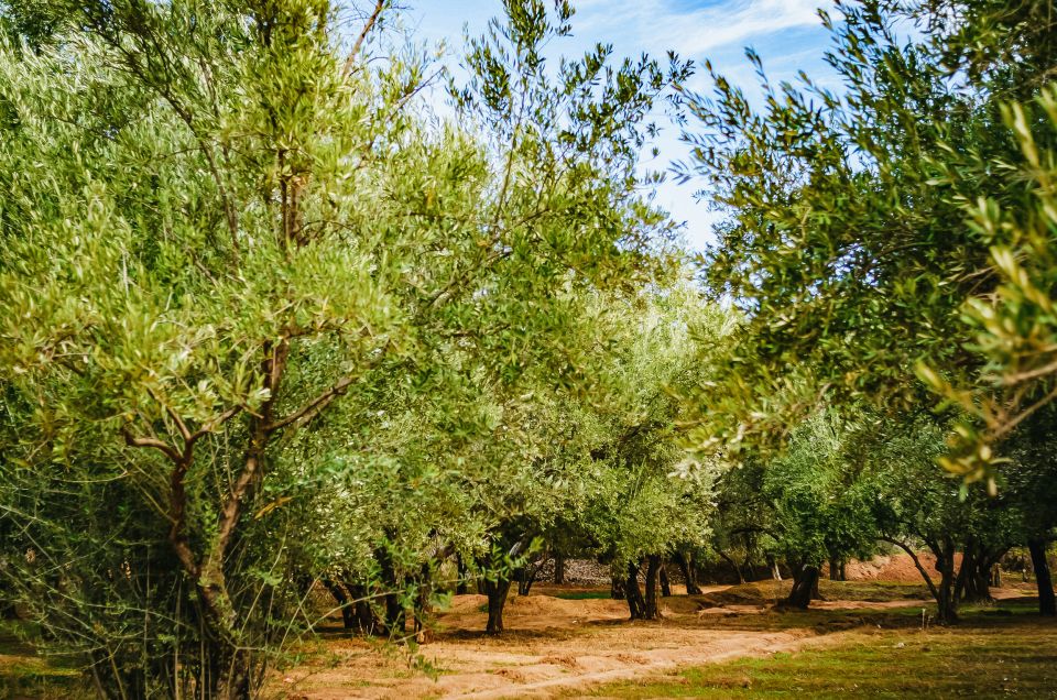 Marrakech: Tour in quad all'oasi delle palme e al deserto di Jbilat