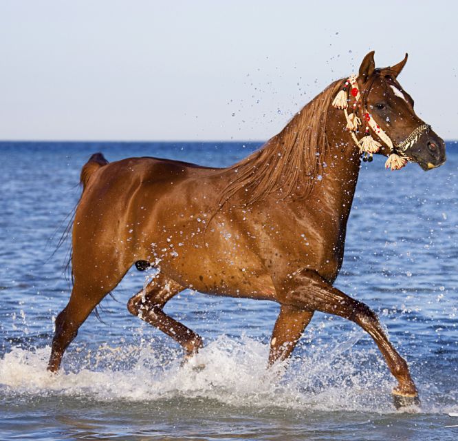 Hurghada: Tour a cavallo nel mare e nel deserto, osservazione delle stelle, cena e spettacolo