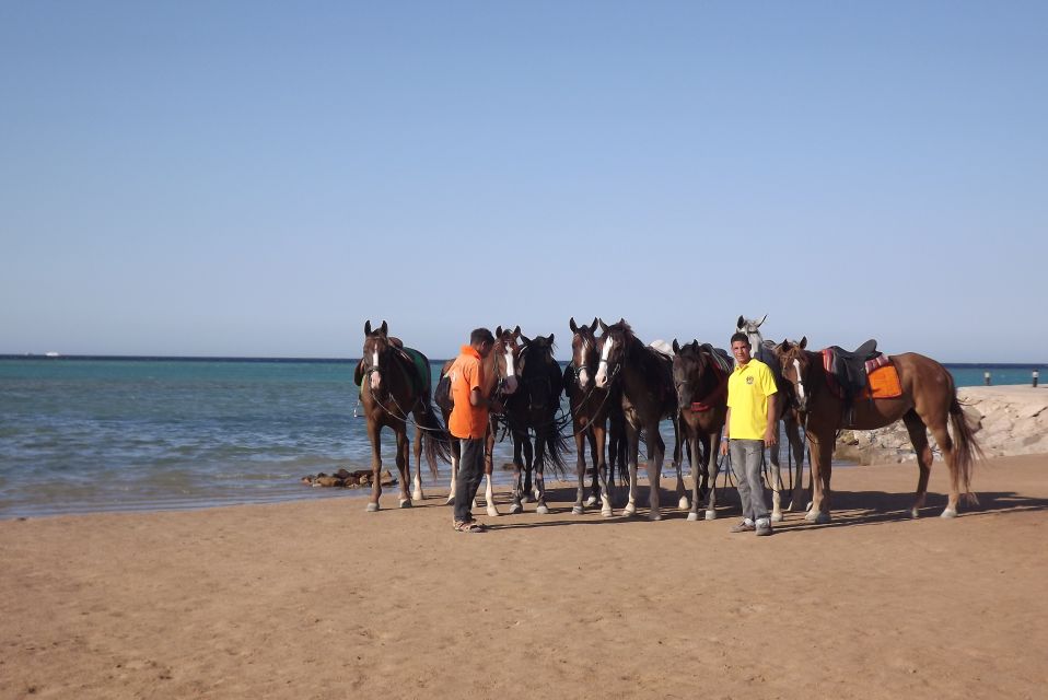 Hurghada: Tour a cavallo nel mare e nel deserto, osservazione delle stelle, cena e spettacolo